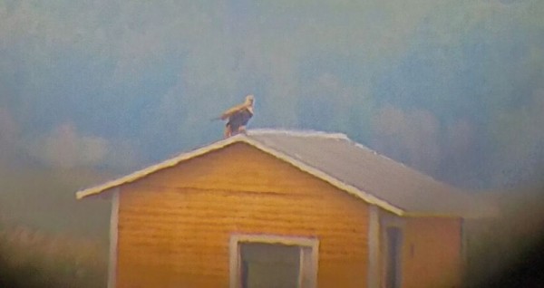 Je suis arrivé à prendre la photo d'un aigle des sables à travers le téléobjectif d'un visiteur pro.