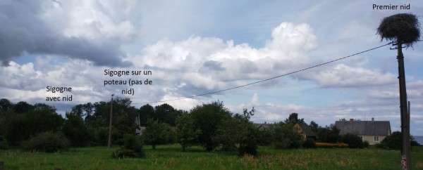 Capture 69.JPG (90.89 Kio) Vu 1004 fois Je se sais pas si c'est des cigognes, mais elle fond des beaux nids sur les poteaux électriques