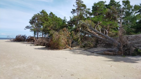 La forêt de pins est elle aussi emportées