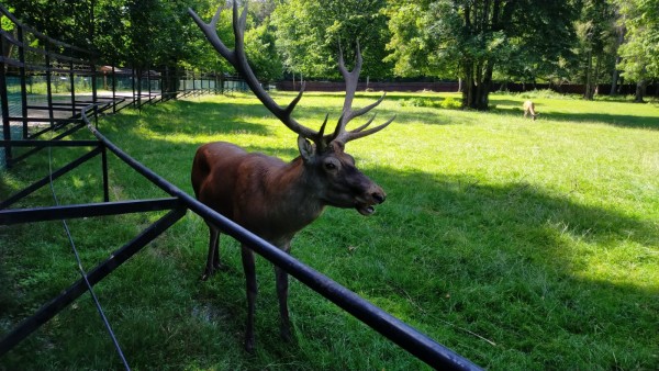 Ce n'est pas encore un bison!