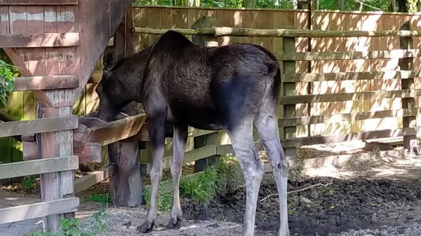 Enfin des Élans que finalement, je n'ai pas rencontré durant mon périple