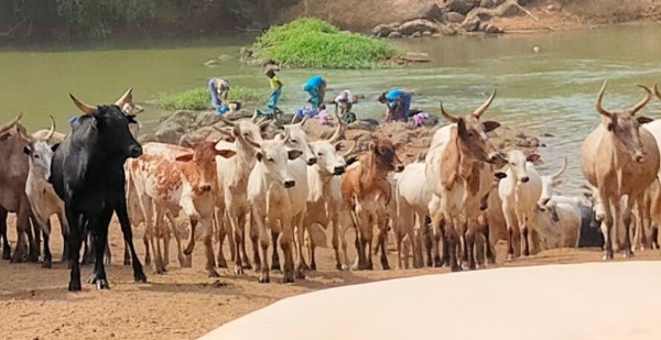 Capture 08.JPG (110.68 Kio) Vu 3714 fois le fleuve sert de lavoir et d'abreuvoir