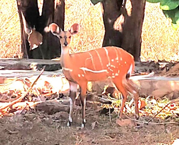 Une antilope local, par ses rayures, je n'ai pas retenu le nom en anglais.