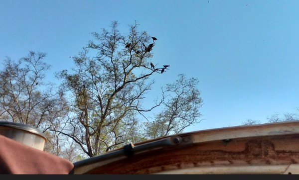 Capture 22.JPG (105.91 Kio) Vu 3705 fois des vautours qui attendaient la panne