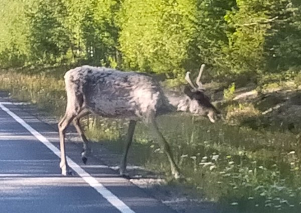 Je suis maintenant en Laponie. J'ai croisé quelques rennes sur la route