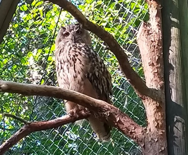 Capture 053.JPG (166.41 Kio) Vu 1291 fois hibou grand-duc