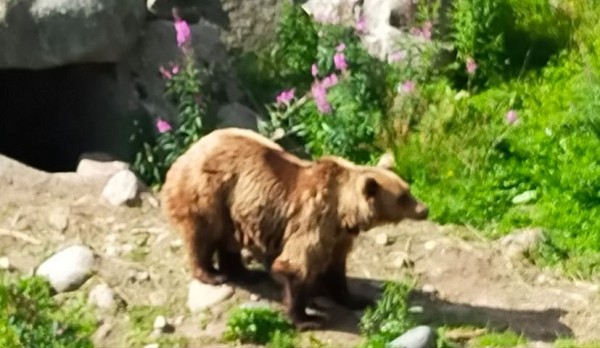 Capture 054.JPG (74.76 Kio) Vu 1291 fois ours brun