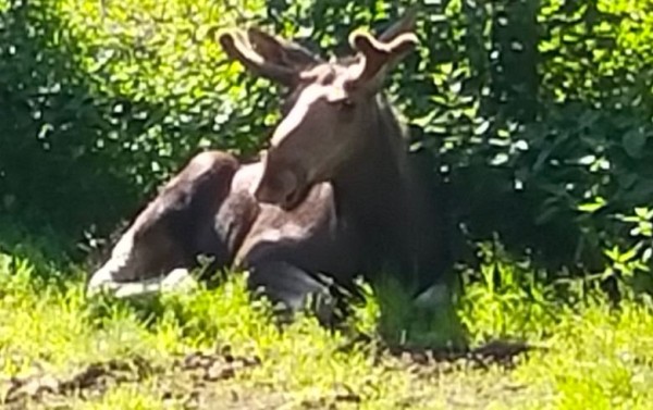 Capture 055.JPG (76.88 Kio) Vu 1263 fois élan