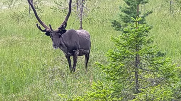 un renne avec des bois assez énormes par rapport au autres jusqu'à présent