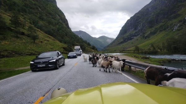 Je ne savais pas que les moutons Norvégiens étaient d'origine anglaise: ils roulent à gauche