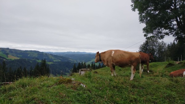 WhatsApp Image 2024-08-25 à 16.33.46_003559c7.jpg (210.5 Kio) Vu 2153 fois Finalement, elles ne sont pas violettes comme dans la pub