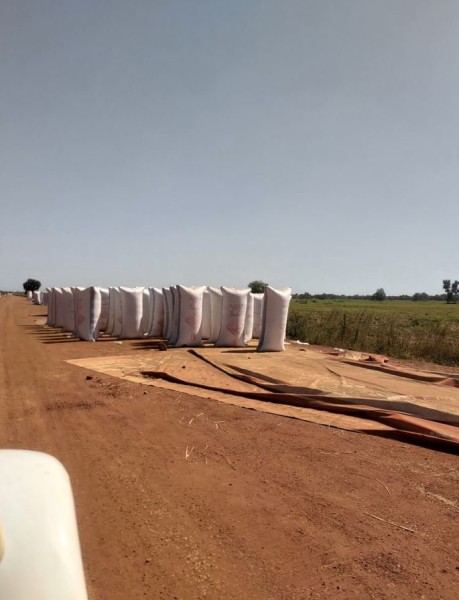 Après avoir fait sécher le riz sur la route, il est mis dans des sacs et sera ramassé par des camions