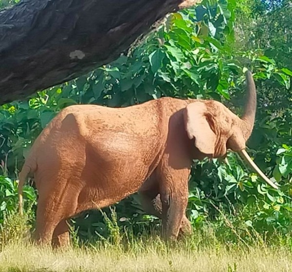 Mais en garant la 2CV, c'est un bel éléphant qui nous a surpris: