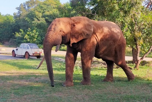 puis il est revenu tout sourire pour nous dire que c'était même pas vrai qu'ils pouvaient monter à 4 dans une 2CV (2 devant et 2 derrière)