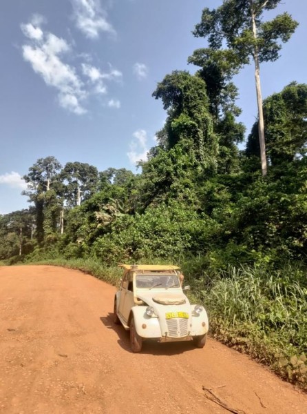 La route pour le parc national de KAKUM n'a finalement pas été trop difficile. un peu de piste, mais beaucoup de partie  avec même des portions sans nid de poules.  Par contre nous avons traversé une végétation de plus en plus dense, avec de très grand arbres. On est loin du Burkina.