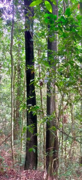 2 magnifique arbres qui produisent le bois d'ébène.