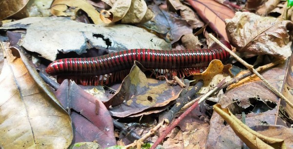 Nous n'avons pas vu de singe, serpent… mais un magnifique mile pattes