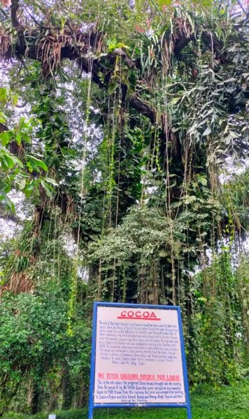 Ce cacaotier énorme, est sur le site où les fèves de cacao originales apportées au pays depuis l'amérique du sud ont été cultivées à titre expérimentale en 1900. C'est à partir de cette pépinière que le cacao a été propagé dans le Ghana.