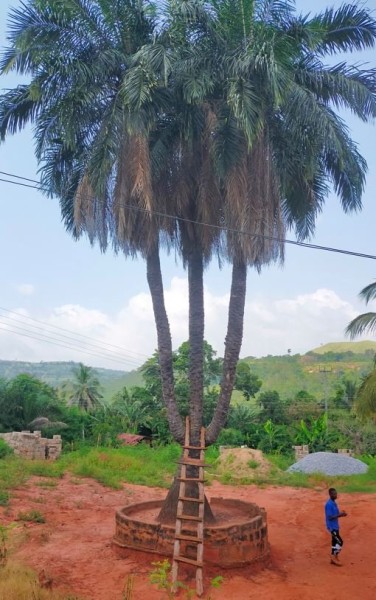 Le palmier à 3 têtes de 123 ans. Chaque année, il n'y a qu'une seule tête qui donne des fruits, à tour de rôle.