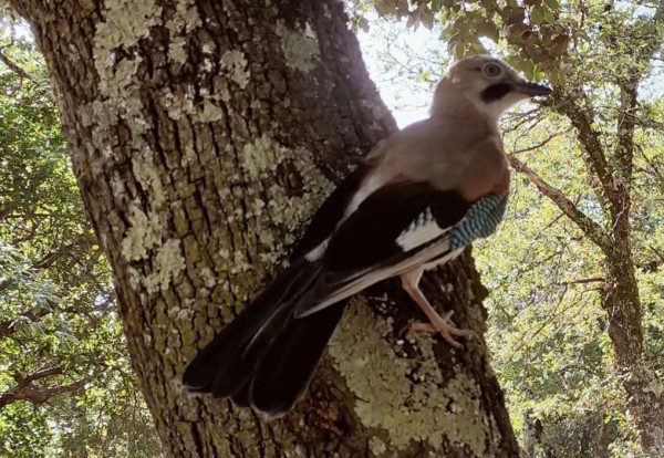 Cet après midi, ce bel oiseau est venu me rendre visite