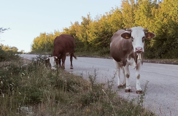En quittant le bivouac, j'ai rencontré ces belles
