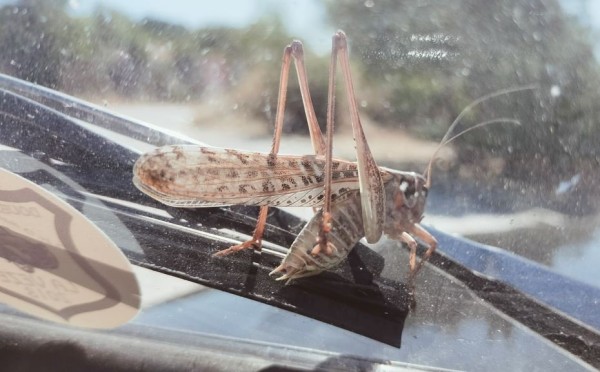 Capture 031.JPG (91.64 Kio) Vu 869 fois En repartant, une sautelle s'est accrochée à mes essuis grasses. Et a refusé de partir avant le prochain arrêt